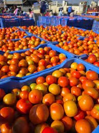 Fresh Tomato